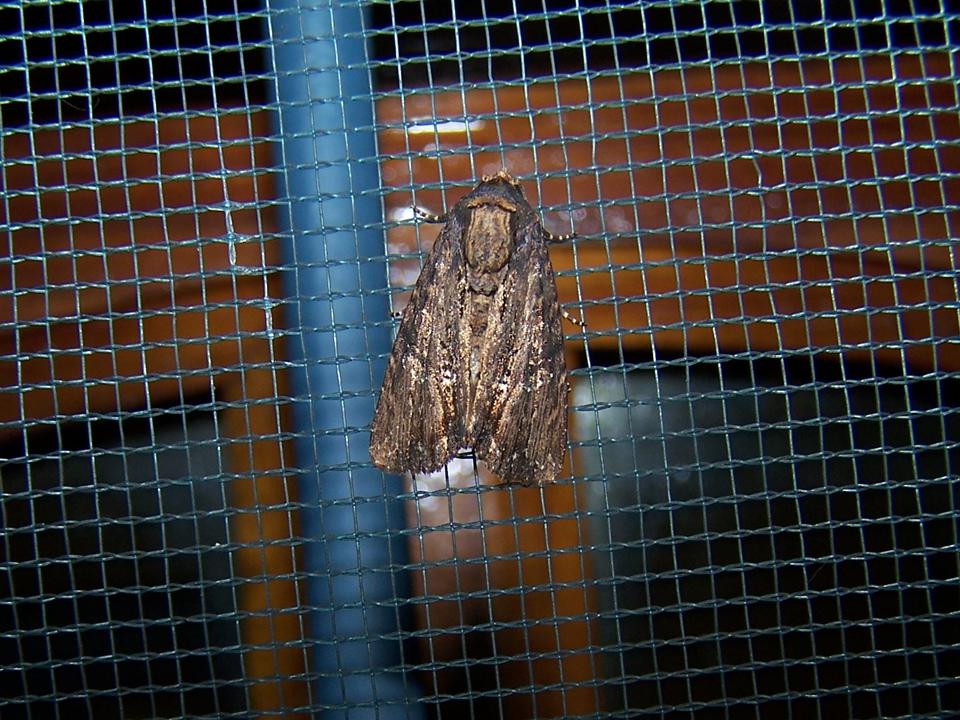 FIGURE 18 FIGURE 18